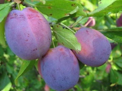 Слива привитая (Prunus domestica `Конфетная`)