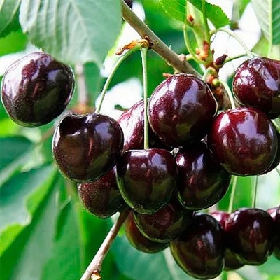 Черешня сортовая (Prunus avium `Память Жукова)`