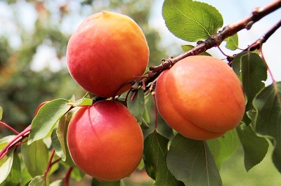 Абрикос (Prunus armeniaca `Любимый`)