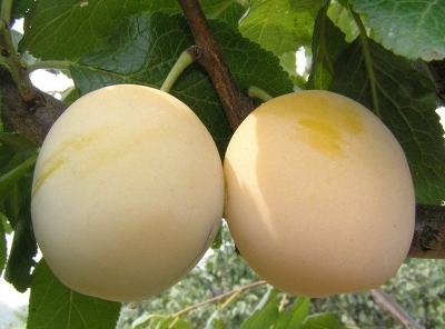 Слива привитая (Prunus domestica `Утро`)