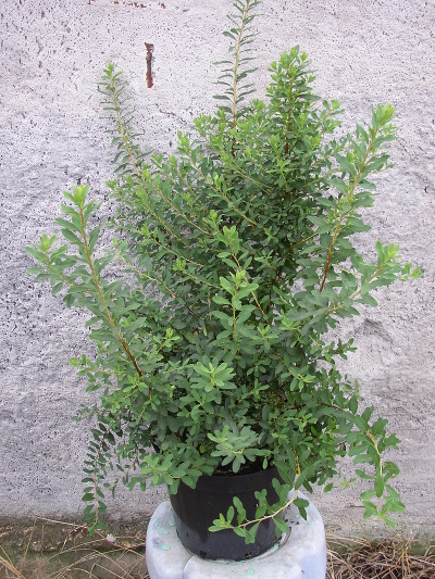 Спирея ниппонская (Spiraea nipponica `Halwards Silver`),С 5