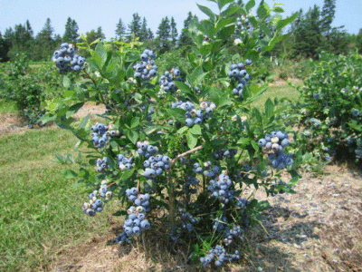 Голубика садовая (Vaccinium corymbosum `Patriot`),С 3