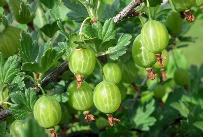 Крыжовник (Ribes grossularia `Шалун`),С3