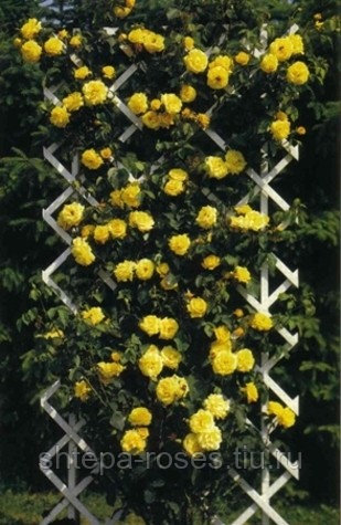 Роза плетистая (клаймбер) Голдштерн `Coldstern` (желтый)