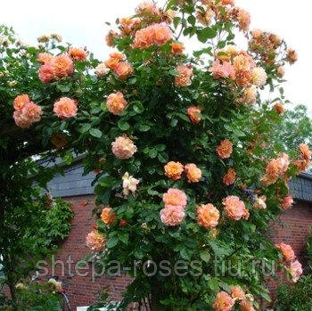 Роза плетистая Вестерланд (Westerland) С3