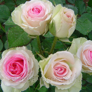 Роза плетистая Пьер Де Ронсар (Pierre de Ronsard, Eden Rose 88 С3