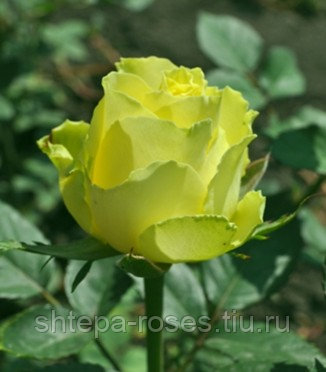 Роза чайно-гибридная Лимбо (Limbo) С3-С4