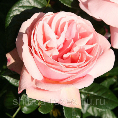 Роза чайно-гибридная Афродита (Aphrodite) С5 (розовая)