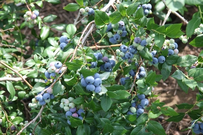 Голубика садовая (Vaccinium corymbosum `Денис Блю`) С5