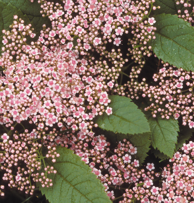 Спирея Фришиана (Spiraea fritschiana `Pink Parasols`) С3