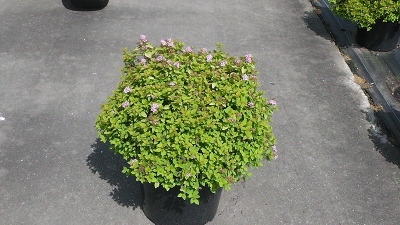 Спирея японская (Spiraea japonica `Sundrop`),С5