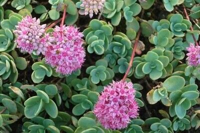 Очиток Эверса (Sedum ewersii),С2-С3