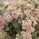 Очиток гибридный (Sedum x hybrida `Matrona` Купить в ТД Гридино