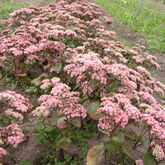 Очиток гибридный (Sedum x hybrida `Matrona` Купить в ТД Гридино