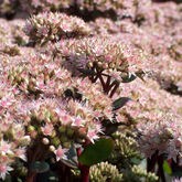 Очиток гибридный (Sedum x hybrida `Matrona` Купить в ТД Гридино