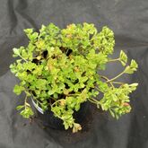 Очиток ложный (Sedum spurium `Roseum`) Купитьт в ТД Гридино