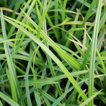 Осока обильнолистная (Carex foliosissima `Irich Green) С 2-3