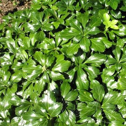 Пахизандра верхушечная ( Pachysandra terminalis Green Sheen),Р9