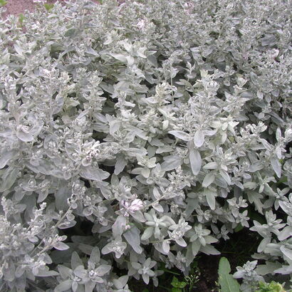 Полынь Пурша (Artemisia purshiana) С2-С3