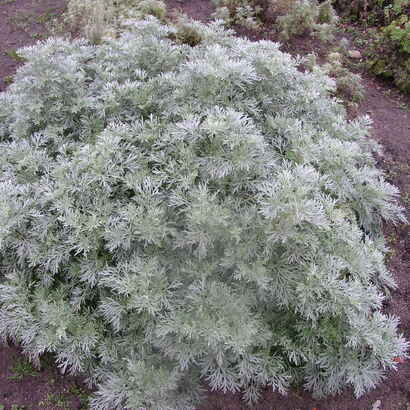 Полынь Шмидта (Artemisia schmidtiana `Nana`)