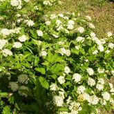  Пузыреплодник калинолистный (Physocarpus opulifolius)