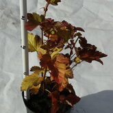  Пузыреплодник калинолистный (Physocarpus opulifolius)