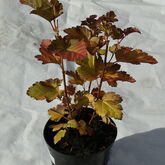  Пузыреплодник калинолистный (Physocarpus opulifolius)