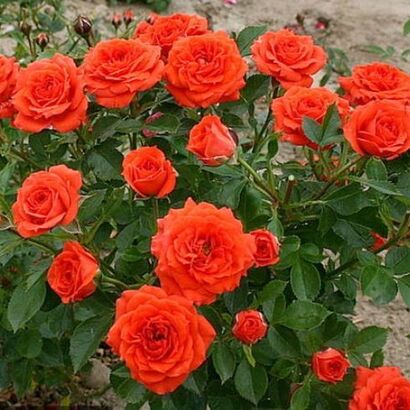 Роза миниатюрная Коралл (Coral)