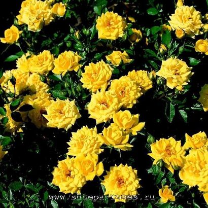 Роза миниатюрная Зонненкинд (Sonnenkind )
