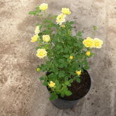 Роза почвопокровная Еллоу Фейри (Yellow Fairy)  купить в ТД Гридино
