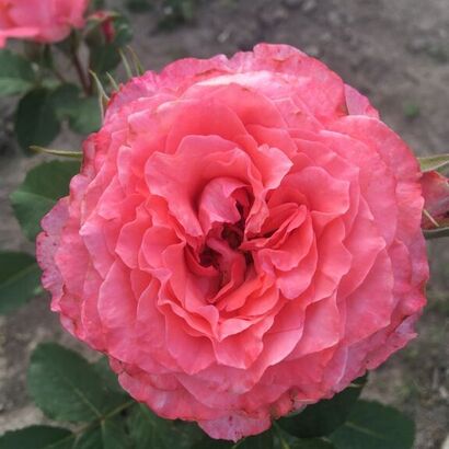 Роза шраб Корал желе ( Corail gelee)