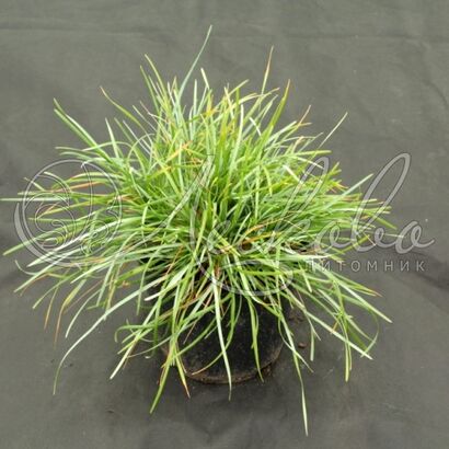 Сеслерия серебристая (Sesleria caerulea)С3