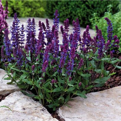 Шалфей дубравный (Salvia nemorosa `New Dimension Blue`) С2-С3