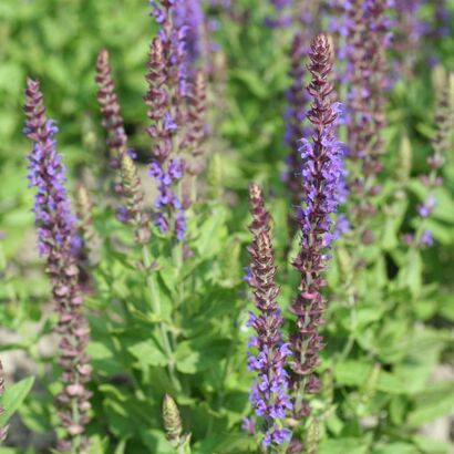 Шалфей дубравный (Salvia nemorosa `Ostfriesland`) С2-С3