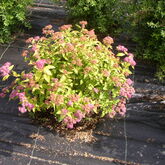 Спирея японская 'Голдфлейм'   Spiraea japonica 'Goldflame' Красивоцветущий небольшой кустарник 0,6 м высотой, с плотной, округлой кроной. Листья ланцетные, при распускании медно-оранжевые, позднее золотисто-желтые и желто-зеленые. Цветет с июня по август,