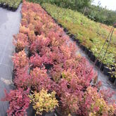 Спирея японская 'Голдфлейм'   Spiraea japonica 'Goldflame' Красивоцветущий небольшой кустарник 0,6 м высотой, с плотной, округлой кроной. Листья ланцетные, при распускании медно-оранжевые, позднее золотисто-желтые и желто-зеленые. Цветет с июня по август,