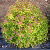 Спирея японская Меджик Карпет  Spiraea japonica `Magic Carpet' Красивый карликовый плотный кустарник до 0,4 м высотой с постоянной контрастной оранжево – красноватой окраской листьев. Листья ланцетные, золотисто-желтые, при распускании розоватые. Цветки т