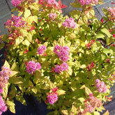 Спирея японская Меджик Карпет  Spiraea japonica `Magic Carpet' Красивый карликовый плотный кустарник до 0,4 м высотой с постоянной контрастной оранжево – красноватой окраской листьев. Листья ланцетные, золотисто-желтые, при распускании розоватые. Цветки т