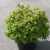 Спирея японская (Spiraea japonica `Sundrop`)
Описание:
Этот сорт имеет прямостоячие, обильно облиственные, жесткие побеги образующие компактный куст с округлой формой высотой 0,6 м, в ширину разрастается до 1 м.