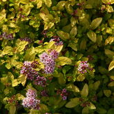 Спирея японская (Spiraea japonica `Sundrop`)
Описание:
Этот сорт имеет прямостоячие, обильно облиственные, жесткие побеги образующие компактный куст с округлой формой высотой 0,6 м, в ширину разрастается до 1 м.