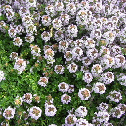 Тимьян лимоннопахнущий (Thymus citriodorus `Aureus`) С2