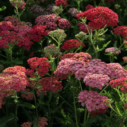 Тысячелистник обыкновенный (Achillea millefolium `Flowerbust Red Shades`)