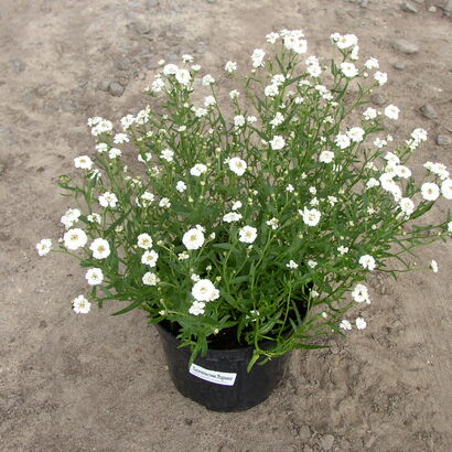 Тысячелистник Птармика Маршмэллоу (Achillea ptarmica Marshmallow) C3