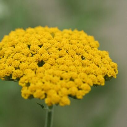 Тысячелистник таволговый (Achillea filipendulina )