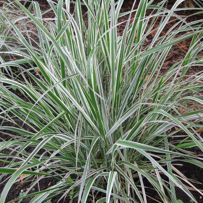 Вейник остроцветковый (Calamagrostis acutiflora ‘Avalanche’) С 2-3