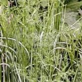 Вейник остроцветковый (Calamagrostis acutiflora ‘Avalanche’) купить в ТД Гридино