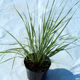 Вейник остроцветковый (Calamagrostis acutiflora ‘Avalanche’) купить в ТД Гридино