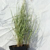 Вейник остроцветковый (Calamagrostis acutiflora ‘Avalanche’) купить в ТД Гридино