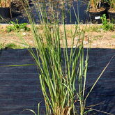 Вейник остроцветковый (Calamagrostis acutiflora ‘Avalanche’) купить в ТД Гридино