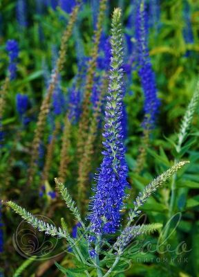 Вероника длиннолистная (Veronica longifolia)С3